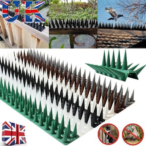 Bird spikes strips - bird,